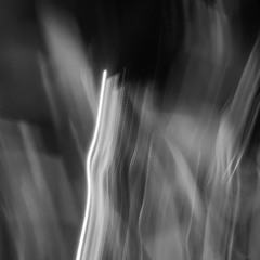 spencer's garden (dark)