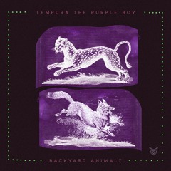 Tempura The Purple Boy - Canis Anthus