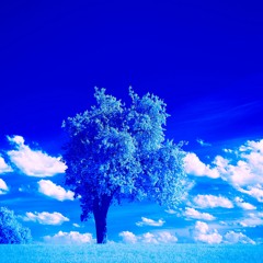 Dreamy Spring