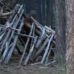 goner (p. brite x pseudo)