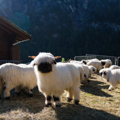 swang სვანგი (urfellah's flip)