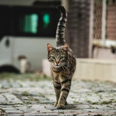 The Street Cat