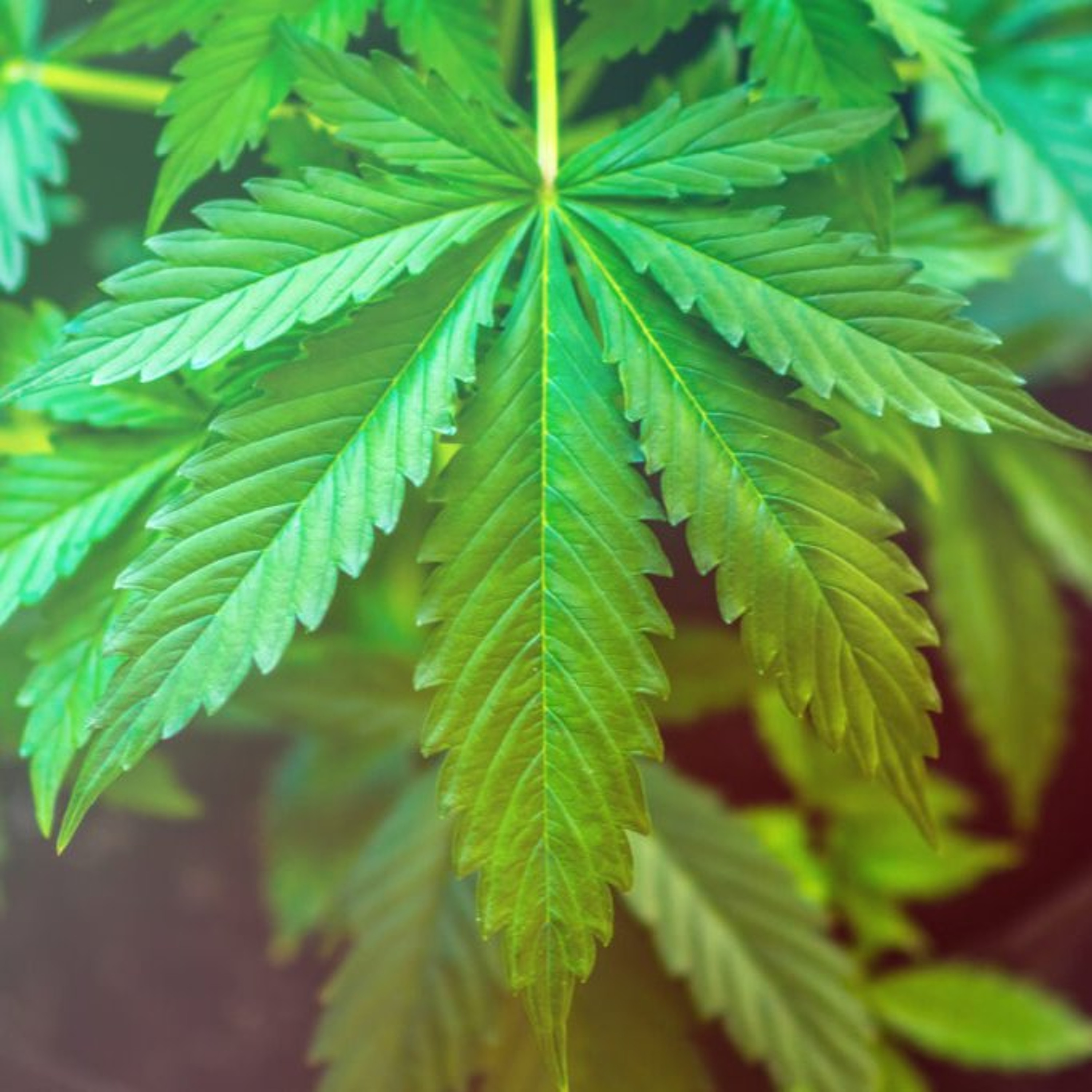 « Dépénaliser, encadrer ou interdire ? » : le rapport de la NADC relance le débat sur le cannabis ; les auditeurs de Top FM réagissent
