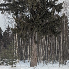 узнаю твой взгляд в глазах бродячей кошки (prod. quintuple)