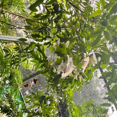 miami track fanny pack