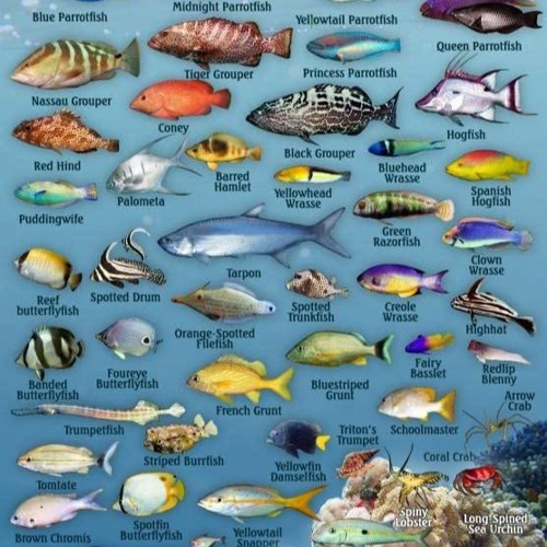 Stream episode PDF/BOOK Bahamas Reef Creatures Identification Guide Franko Maps Laminated Fish ...