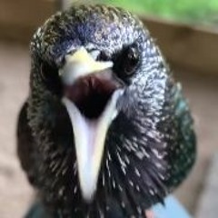 Starling's Mindf**k (Digital Forest Funky)UNMASTERED