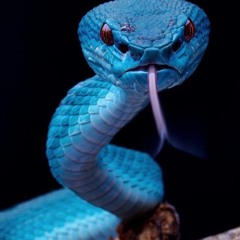 All I see- Honcho Loco prod. Keydozen