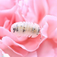 music for bugs - isopod