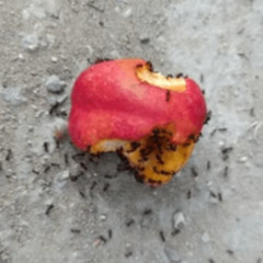 Midas Version 1 _Demo