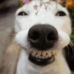 Los Hermanos Cubanos - I Just Lost My Dawg