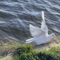 who knows where the time goes (cover)