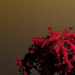 Scores and Soundscapes