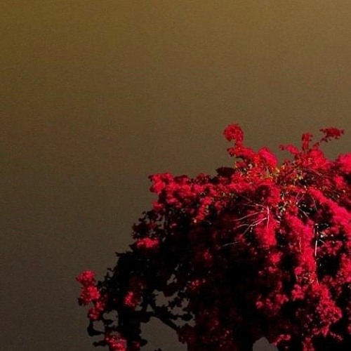 Scores and Soundscapes