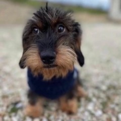 Siempre te reirás con el ruidito carismático