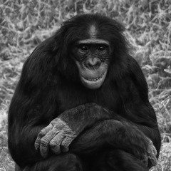 WTF I'm supposed to laugh?