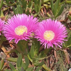 Susurros del Alma (1).mp3