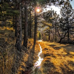 Yoga Nidra for Vitality & Equanimity