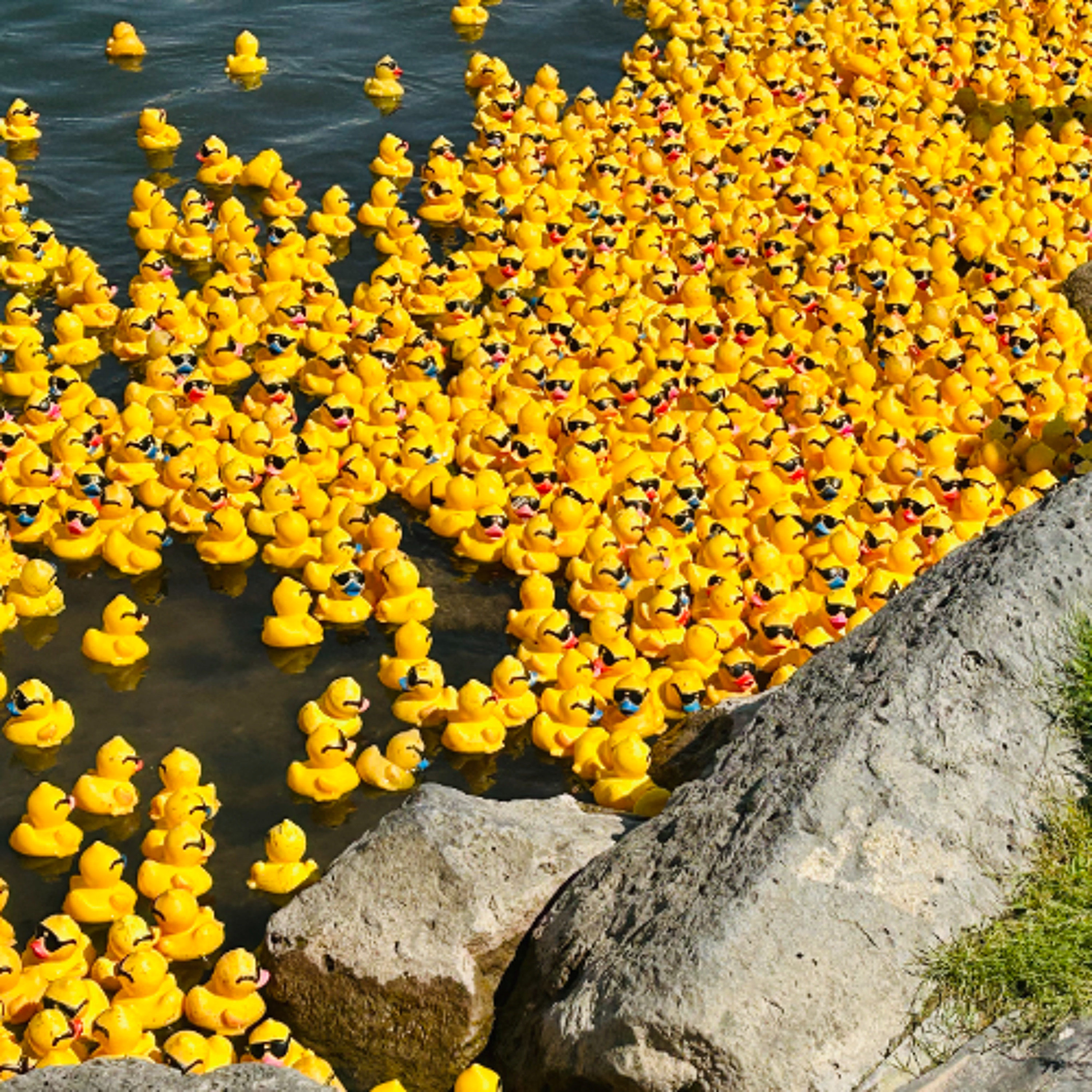 34th Great Snake River Greenbelt Duck Race this Saturday episode artwork