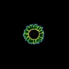 Sunflower ( slowed + reverb )