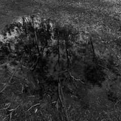 ether - "skin grafts" set recording