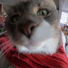 I Just Need You to Be Right