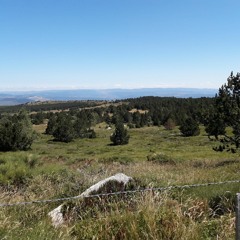 Sécheresse : comment l’ONF contribue à soutenir les éleveurs impactés en Lozère