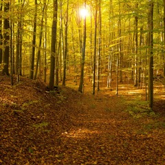 farbenmeer_24 ´Herbstlicht` - für Julia zum Geburtstag