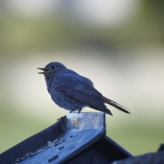 Black Redstart / Hausrotschwanz