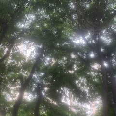 그때 난 숲이려나