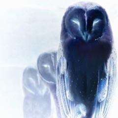 hazee - owl 𓅓‧₊˚ ִ☾. #shikihills