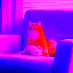 cat that looks like big ed type beat