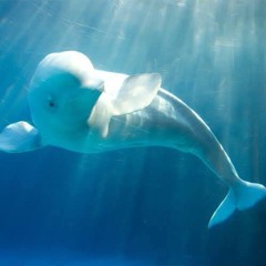 ★ ᚨᚾᛞᚱᛖᚨᛊ ☆ Playlist ✹ ->  Beluga ♥︎