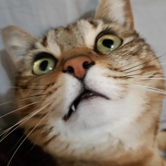 silly kitty