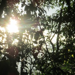 Floresta