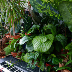 LoFi Rod's Chillhop Lounge