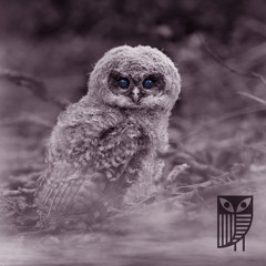 codenzi im Jungbrunnen @ Kauz 040524