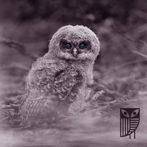 codenzi im Jungbrunnen @ Kauz 040524