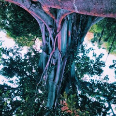 jungle dream