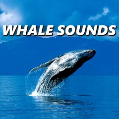 Energetic Whale Sounds