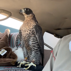 ‎⁨يسقى علينا لأرزمن (خالد المري)⁩.