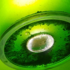 atmospheric sounds of a cyanobacteria symbiosis (i)
