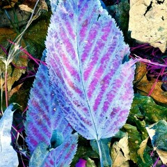 The Sad Rose (w/Gautam Karnik)