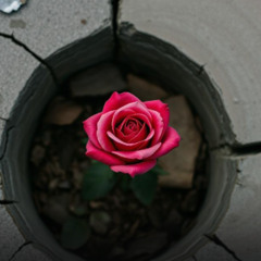 The Rose That Grew Out of Concrete (Song Written By Domer)