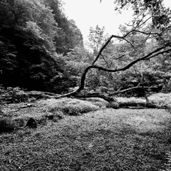 The Forest Angel