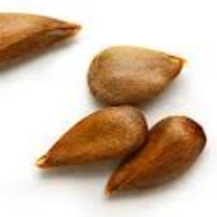 Apple Seed