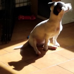 Boondocka