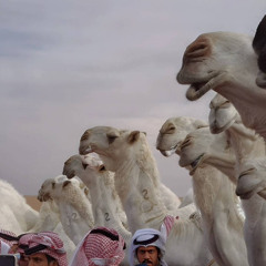 زودي على زود الغلا تستحقين
