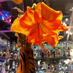 Friendship For All - The Latin and Central America Proposals