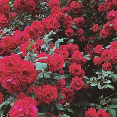 Video Games - Lana Del Rey (Cover)